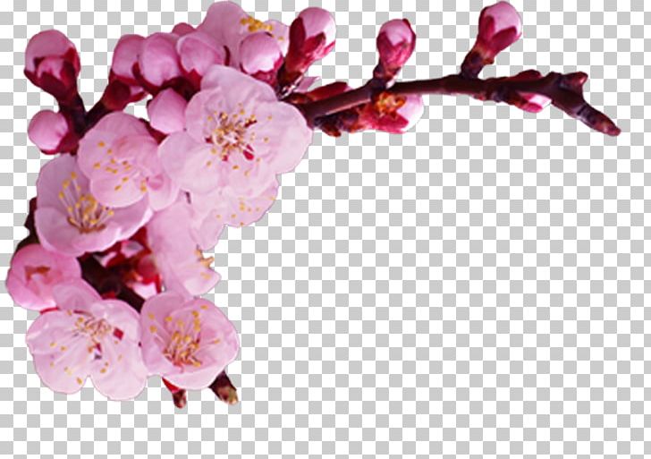 Cherry Blossom Petal ST.AU.150 MIN.V.UNC.NR AD PNG, Clipart, Blossom, Branch, Cherry, Cherry Blossom, Flower Free PNG Download