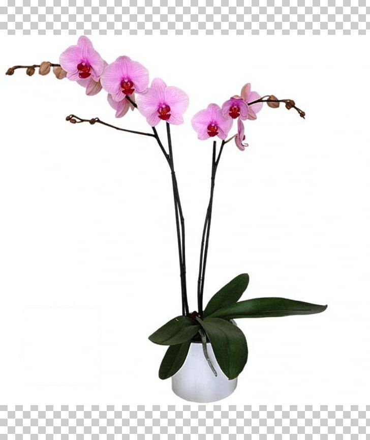 Moth Orchids Cut Flowers Pink M Flowerpot Plant Stem PNG, Clipart, Branch, Cut Flowers, Flower, Flowering Plant, Flowerpot Free PNG Download