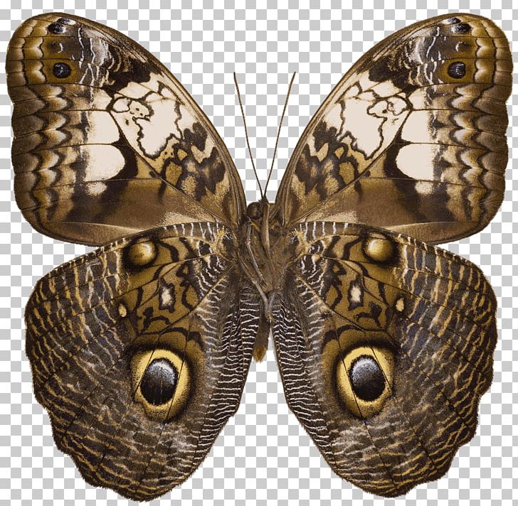 Owl Butterfly Caligo Martia Nymphalidae Wikipedia PNG, Clipart, Arthropod, Brassolini, Brush Footed Butterfly, Butterflies And Moths, Butterfly Free PNG Download