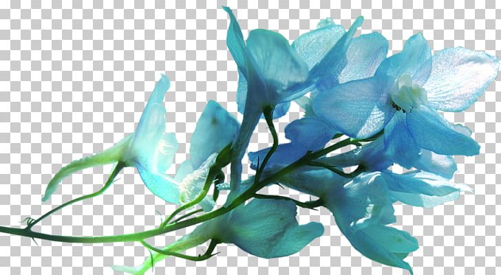 Petal Flower Ozan Optik Sancaktepe Ortadağ Blue Instagram PNG, Clipart, Aqua, Blue, Branch, Cicek, Cicekler Free PNG Download