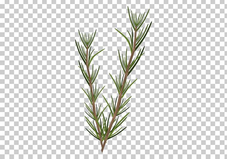 Rosemary Leaf Herbaceous Plant PNG, Clipart, Botany, Computer Icons, Encapsulated Postscript, Grass, Grass Family Free PNG Download