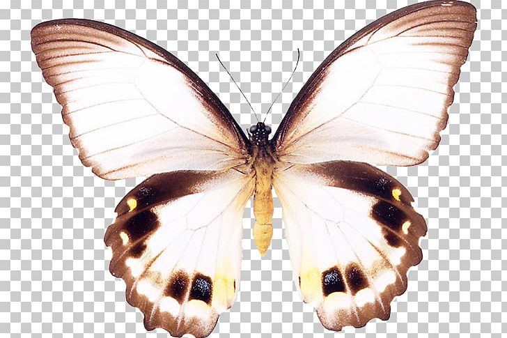Brush-footed Butterflies Pieridae Gossamer-winged Butterflies Silkworm Butterfly PNG, Clipart, Arthropod, Bombycidae, Brush Footed Butterfly, Butterfly, Insect Free PNG Download