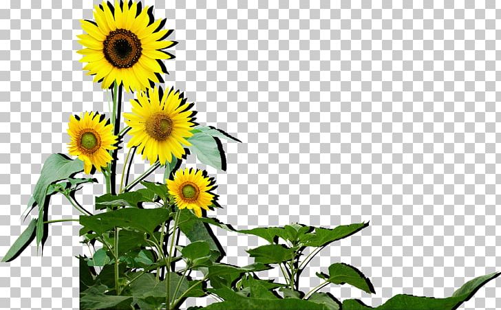 Common Sunflower Sunflower Seed Computer File PNG, Clipart, Computer, Cut Flowers, Daisy Family, Download, Floral Design Free PNG Download