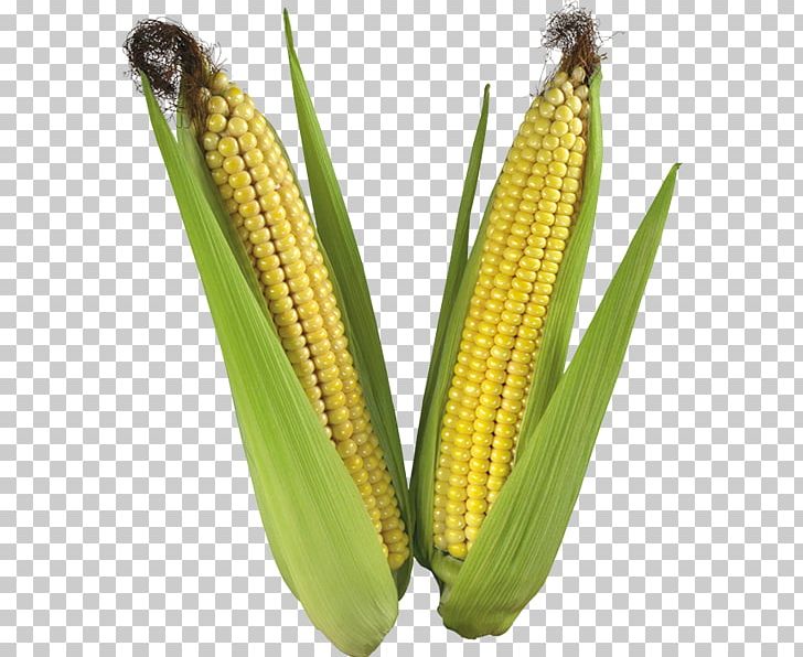 Corn On The Cob Maize Rolled Oats Seed PNG, Clipart, Commodity, Corn On The Cob, Food Grain, Grass Family, Groupe Limagrain Free PNG Download