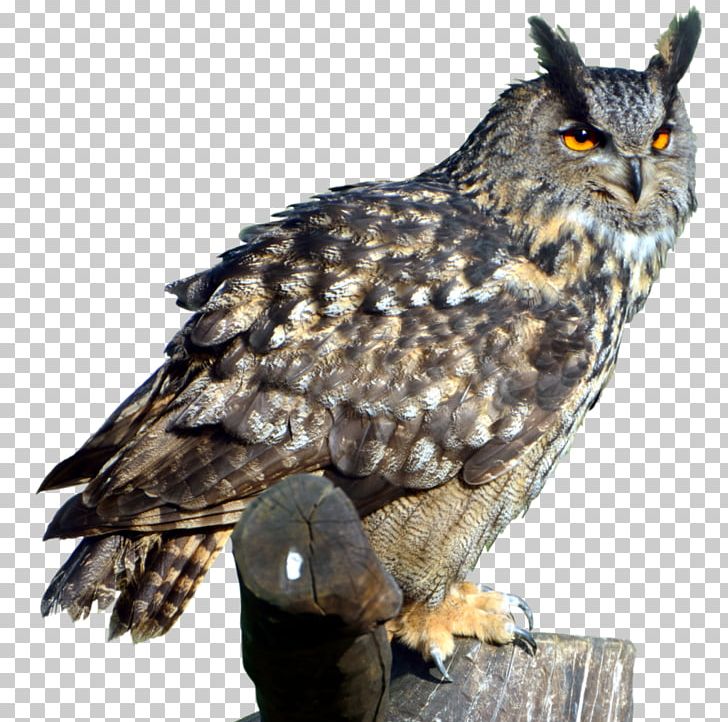 Eurasian Eagle-owl Bird Great Horned Owl PNG, Clipart, Animals, Barn Owl, Barred Owl, Beak, Bird Free PNG Download