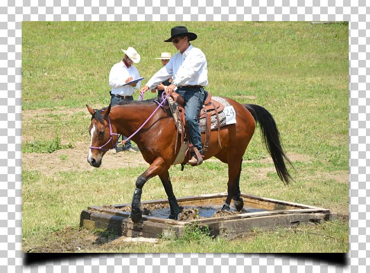 Hunt Seat Bridle Horse Equestrian Reining PNG, Clipart, Bridle, Equestrian, Equestrianism, Equestrian Sport, Equitation Free PNG Download