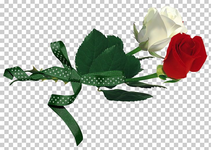 Rosa Gallica Rosa Xd7 Alba White Red PNG, Clipart, Brightness, Creative, Creative Valentines Day, Creative Wedding, Dia Dos Namorados Free PNG Download