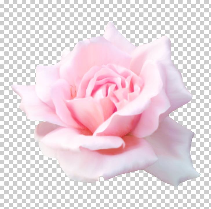 Desktop Rose Flower PNG, Clipart, Cut Flowers, Desktop Wallpaper, Floribunda, Flower, Flowering Plant Free PNG Download