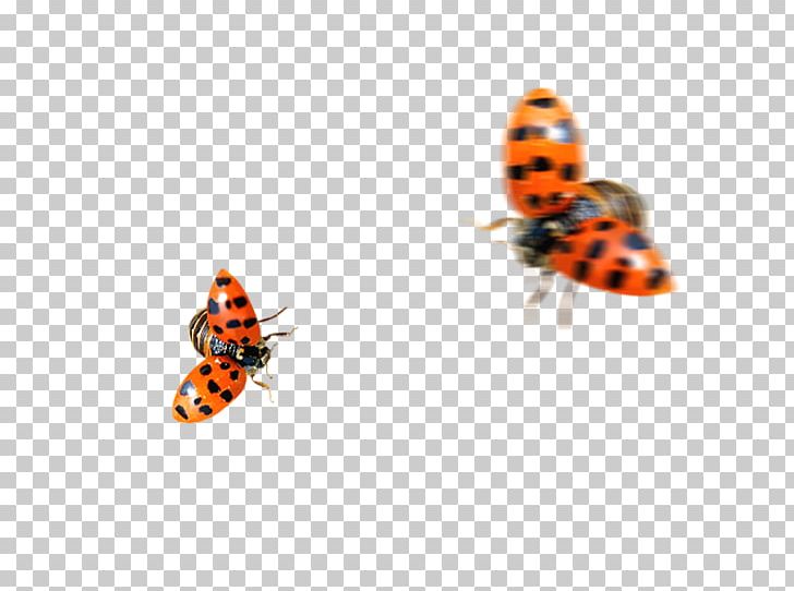 Ladybird PNG, Clipart, Animal, Animation, Arthropod, Brush Footed Butterfly, Butterfly Free PNG Download