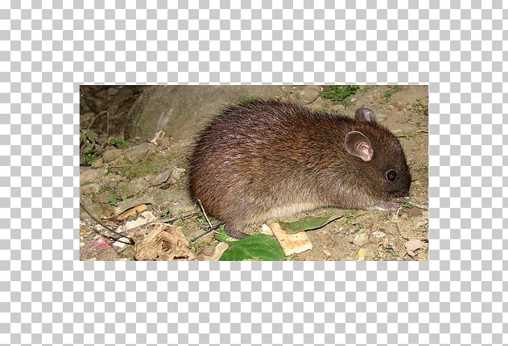 Mouse Ryukyu Long-tailed Giant Rat Gerbil Rodent PNG, Clipart, Animal, Animals, Bul, Degu, Dormouse Free PNG Download