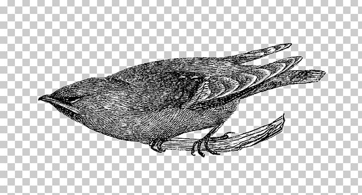 Bird Digital Scrapbooking PNG, Clipart, Anatidae, Animal, Animals, Beak, Bird Free PNG Download