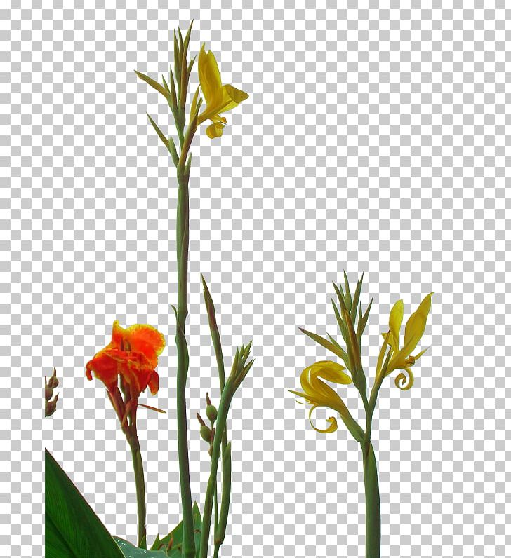 Canna Indica Flower PNG, Clipart, Beautiful, Beautiful Flowers, Big, Big Flower, Branch Free PNG Download