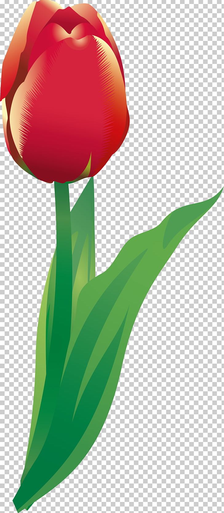 Flowering Plant Tulip Liliaceae Plant Stem PNG, Clipart, Family, Flora, Flower, Flowering Plant, Flowers Free PNG Download