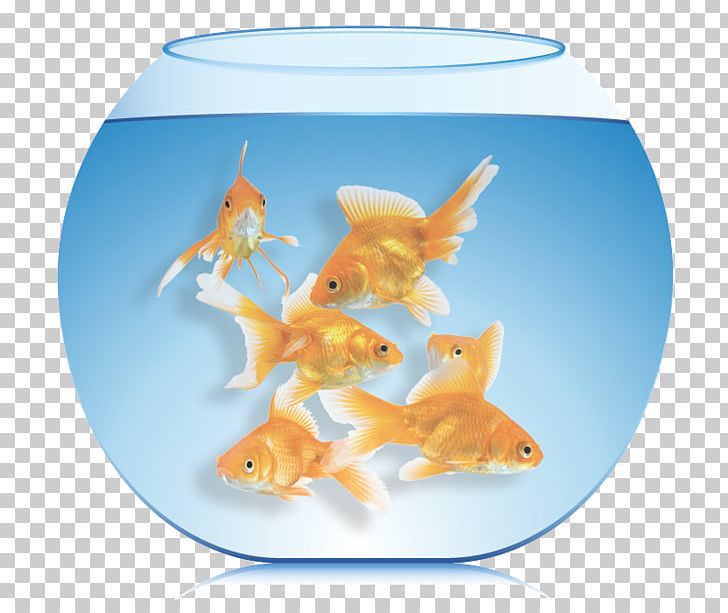 Goldfish Aquarium Feeder Fish Burton’s Total Pet PNG, Clipart,  Free PNG Download
