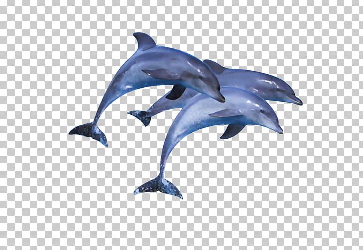 Short-beaked Common Dolphin Common Bottlenose Dolphin Wholphin Tucuxi PNG, Clipart, Animal, Animals, Mammal, Marine Mammal, Ocean Free PNG Download