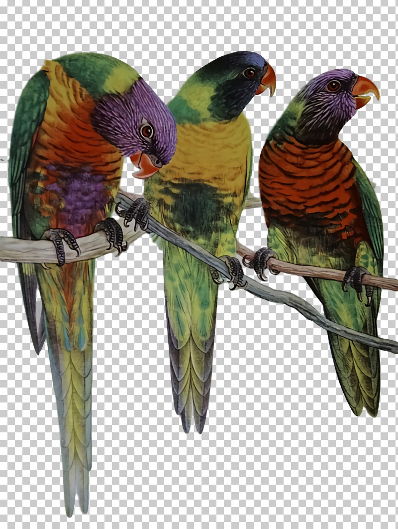 Lovebird PNG, Clipart, Beak, Loriini, Lovebird, Macaw, Parakeet Free PNG Download