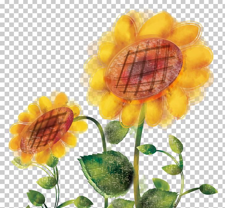 Common Sunflower Sunflower Oil Illustration PNG, Clipart, Child, Coconut Oil, Common Sunflower, Cover, Decoration Free PNG Download