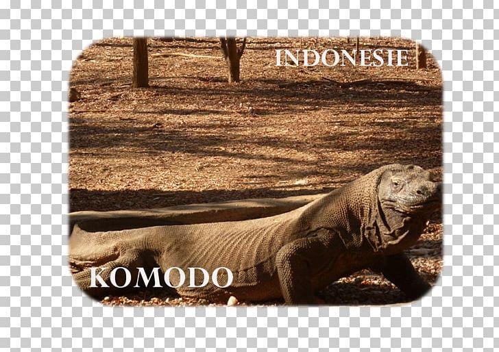 Ijen Travel Reiseblog Volcano Yogyakarta PNG, Clipart, Blog, Carnivora, Carnivoran, Fauna, Ijen Free PNG Download