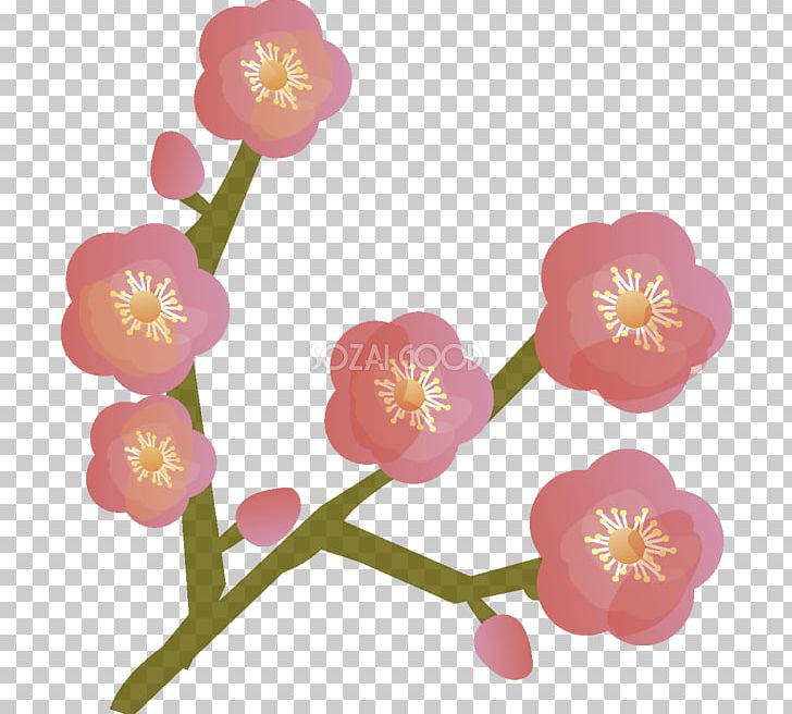 Plum Blossom Double-flowered Petal Drawing PNG, Clipart, April, Blossom, Cherry Blossom, Computer Icons, Doubleflowered Free PNG Download