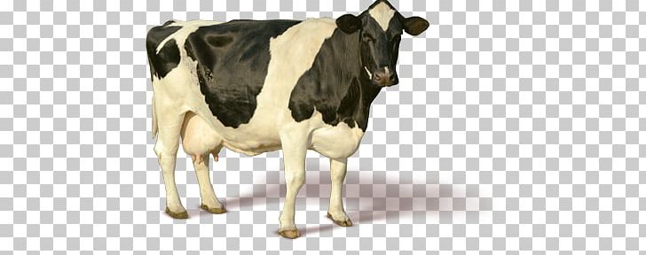 Cow PNG, Clipart, Cow Free PNG Download