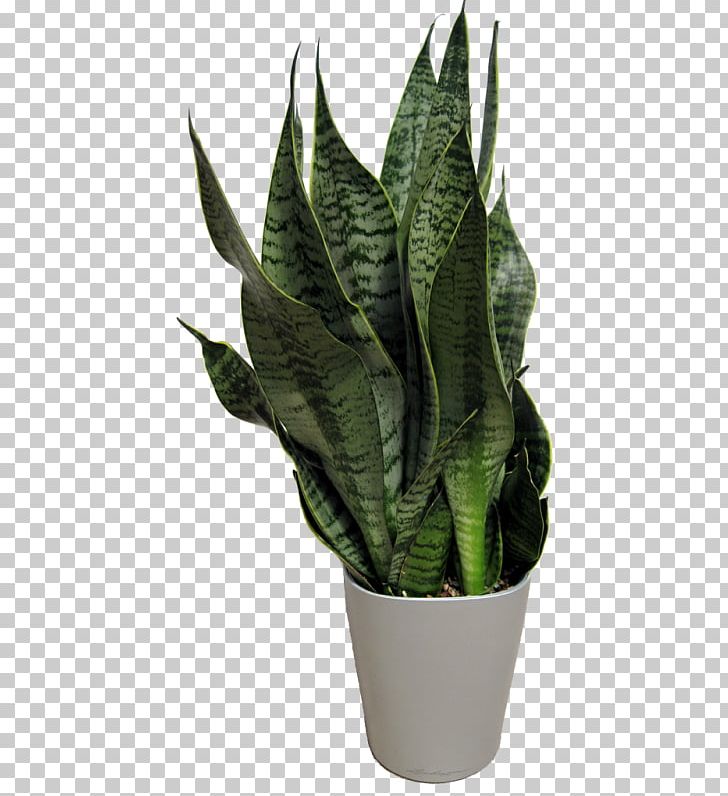 Leaf Flowerpot Houseplant Arrowroots PNG, Clipart, Arrowroot, Arrowroot Family, Flowerpot, Houseplant, Interior Free PNG Download