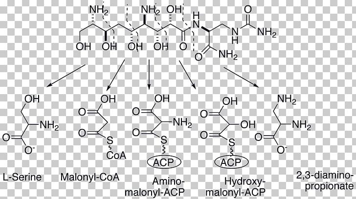 Zwittermicin A Biosynthesis Polyketide Bacillus Cereus Synthase PNG, Clipart, Angle, Antibiotics, Area, Auto Part, Bacillus Free PNG Download
