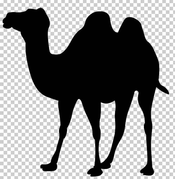 Bactrian Camel Dromedary PNG, Clipart, Animals, Arabian Camel, Bactrian Camel, Black And White, Camel Free PNG Download
