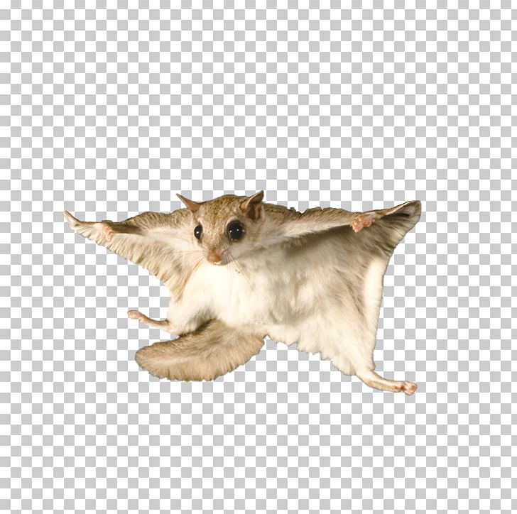 Flying Squirrel Bat Raccoon Rodent PNG, Clipart, Animals, Carnivoran, Cat Like Mammal, Eastern, Eastern Gray Squirrel Free PNG Download