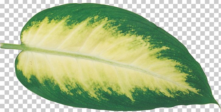 Leaf Photography Food PNG, Clipart, Cucumber, Cucumber Gourd And Melon Family, Food, Fruit, Gourd Free PNG Download