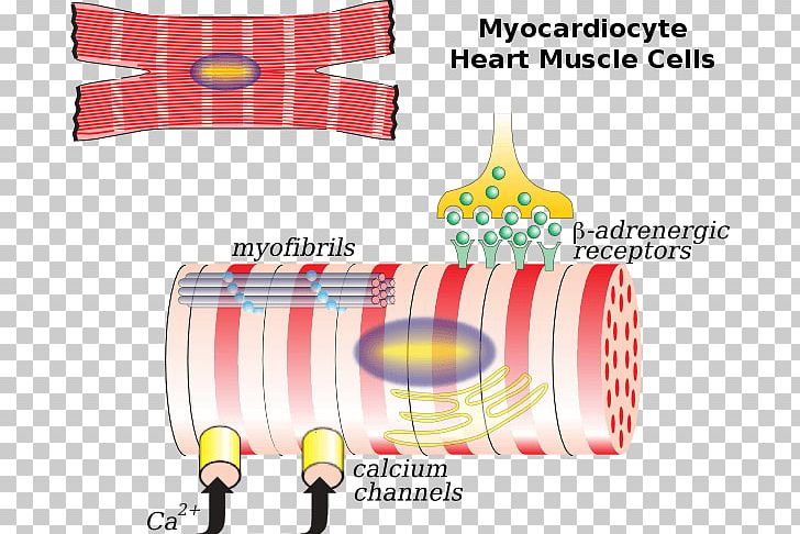 The Cardiac Muscle Cardiac Muscle Cell Myocyte Heart PNG, Clipart, Anatomy, Brand, Cardiac Action Potential, Cardiac Glycoside, Cardiac Muscle Free PNG Download