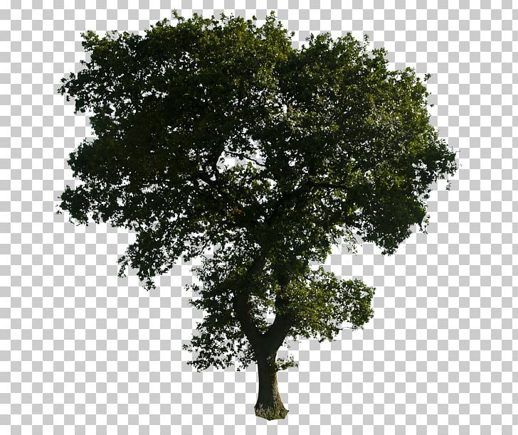 Tree Computer Icons PNG, Clipart, Architecture, Art, Branch, Clipart, Computer Icons Free PNG Download