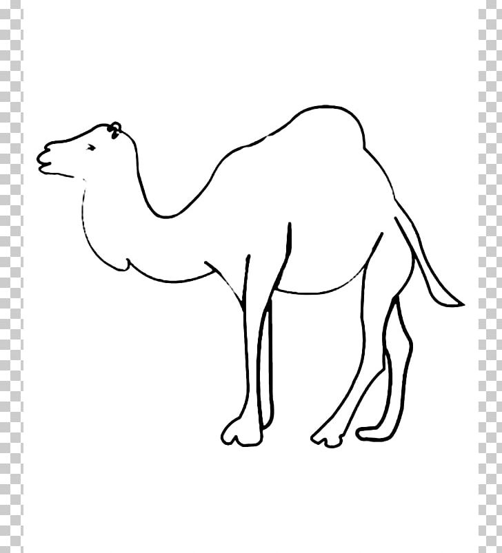 Bactrian Camel Dromedary Coloring Book Drawing Child PNG, Clipart, Adult, Animal Figure, Arabian Camel, Bactrian Camel, Beak Free PNG Download