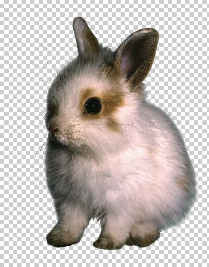 Domestic Rabbit Hare PNG, Clipart, Animals, Animation, Big Bang, Digital Image, Domestic Rabbit Free PNG Download