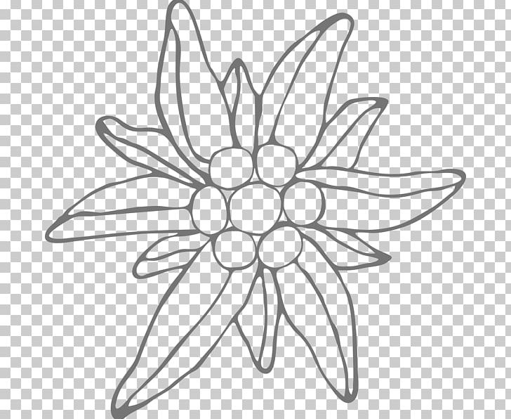 Drawing Edelweiss Floral Design Frosting & Icing Flower PNG, Clipart, Amp, Artwork, Black And White, Cake, Circle Free PNG Download