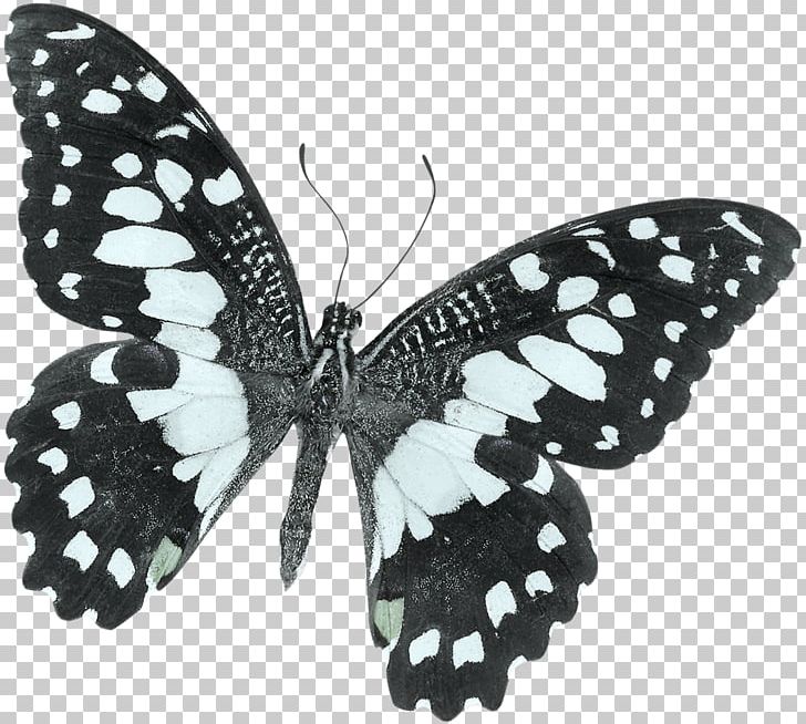 Monarch Butterfly Moth Black And White Papilio Demoleus PNG, Clipart, Arthropod, Beautiful Girl, Beauty, Beauty Salon, Brush Footed Butterfly Free PNG Download