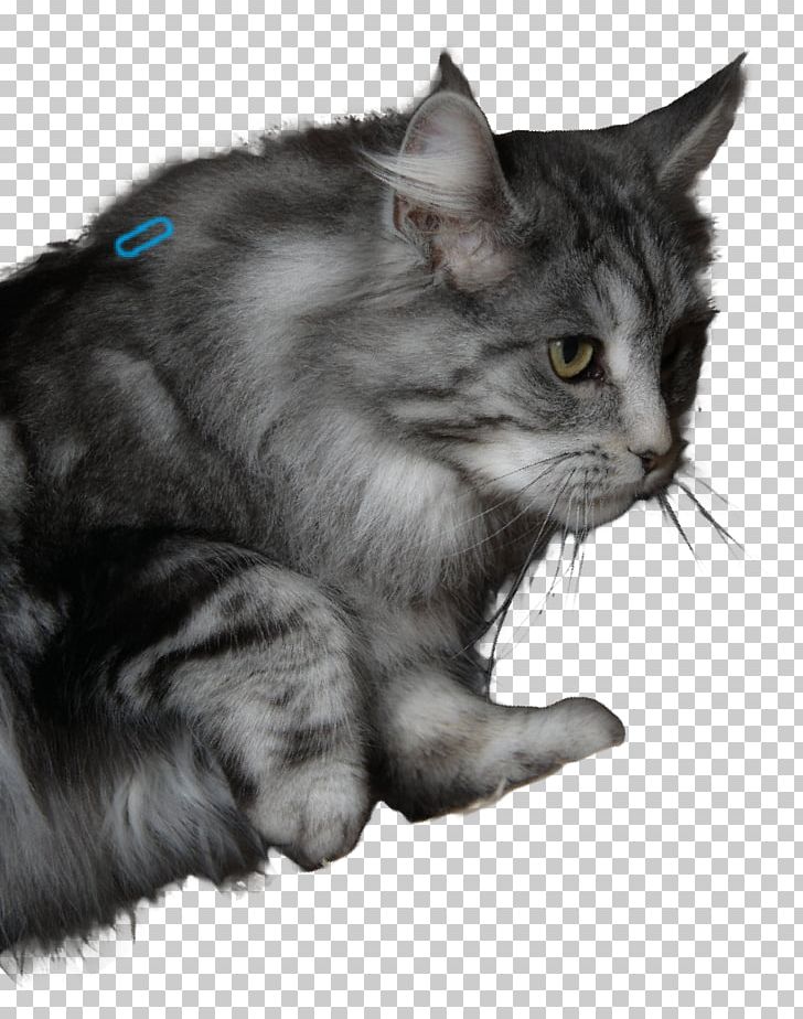 Nebelung Maine Coon Asian Semi-longhair Norwegian Forest Cat Whiskers PNG, Clipart, Animal, Asian Semilonghair, Asian Semi Longhair, Black And White, Black Cat Free PNG Download