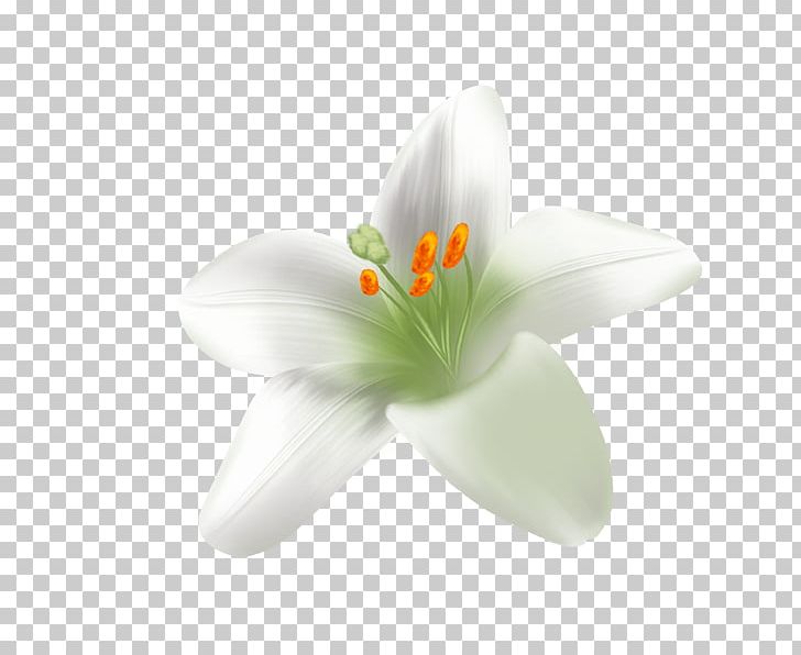 Plant Icon PNG, Clipart, Aspect Ratio, Calla Lily, Computer, Computer Wallpaper, Download Free PNG Download