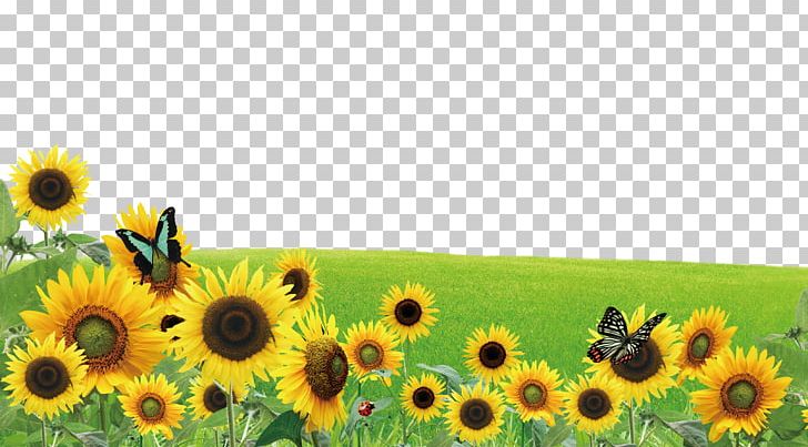 Poster PNG, Clipart, Advertising, Annual Plant, Artificial Grass, Butterflies, Butterfly Free PNG Download