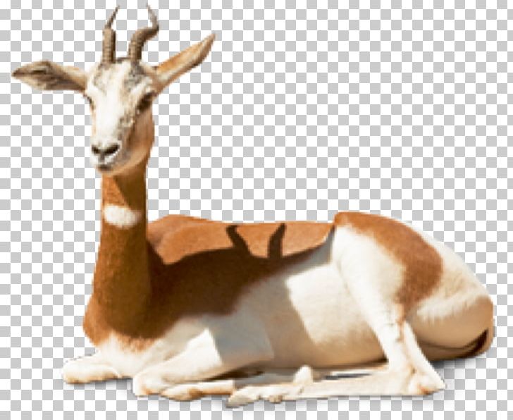 Springbok Dama Gazelle Gazella Dama Mhorr Impala PNG, Clipart, Animal, Antelope, Cow Goat Family, Dama Gazelle, Deer Free PNG Download