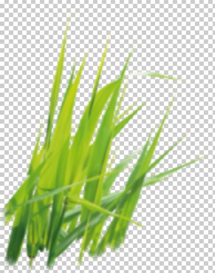 Sweet Grass Vetiver Commodity Wheatgrass Plant Stem PNG, Clipart, Chrysopogon, Chrysopogon Zizanioides, Commodity, Grass, Grasses Free PNG Download
