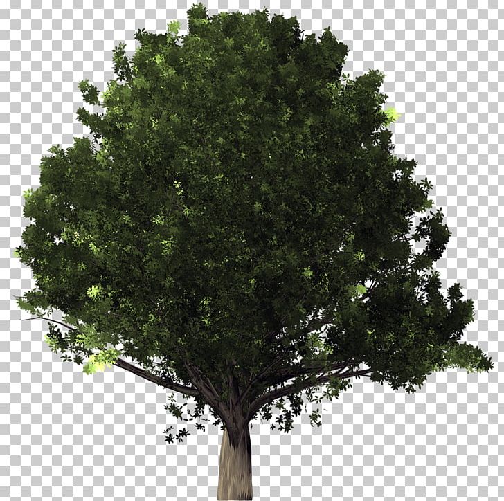 Desktop Tree PNG, Clipart, Arboles, Branch, Clip Art, Desktop Wallpaper, Download Free PNG Download