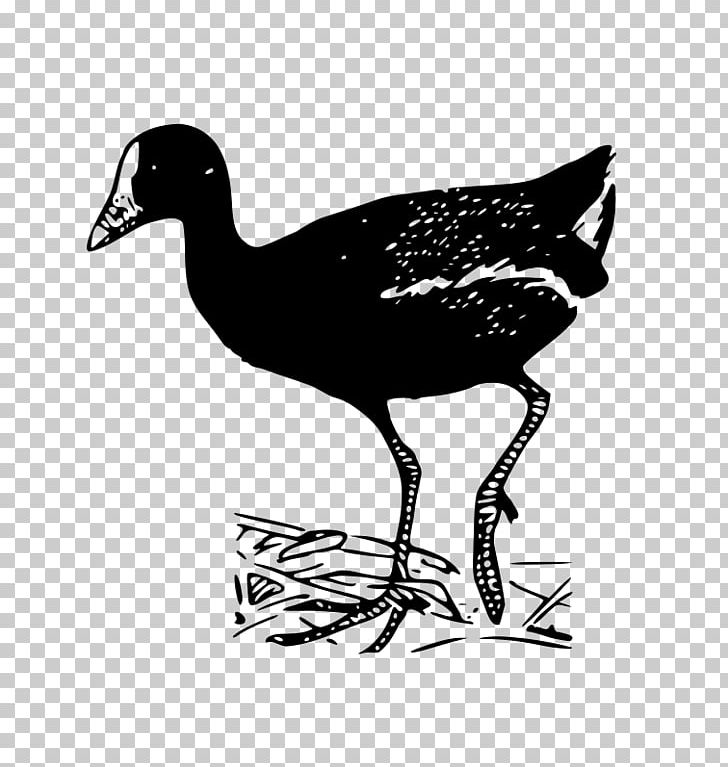 Duck Bird Goose Common Gallinule PNG, Clipart, Animals, Beak, Bird, Bird Flight, Black And White Free PNG Download