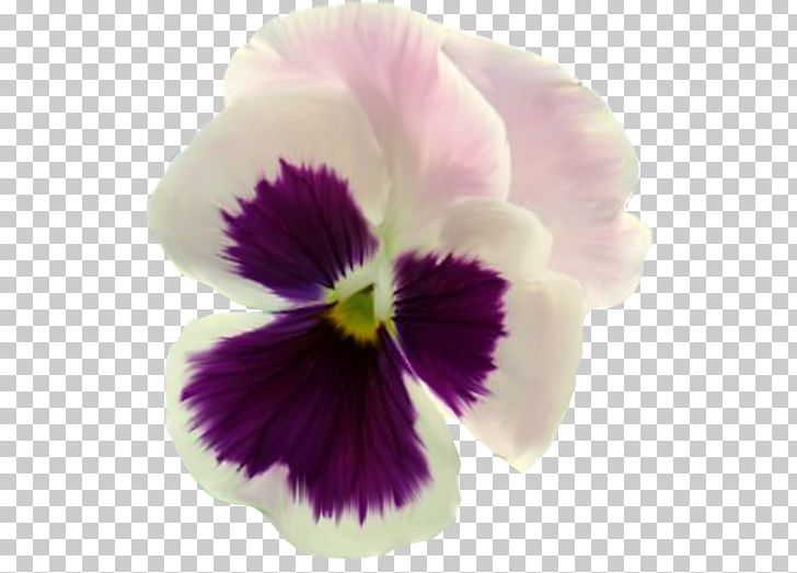 Pansy Flower Rose PNG, Clipart, Ar Rahiim, Basmala, Desktop Wallpaper, Fleur, Flower Free PNG Download