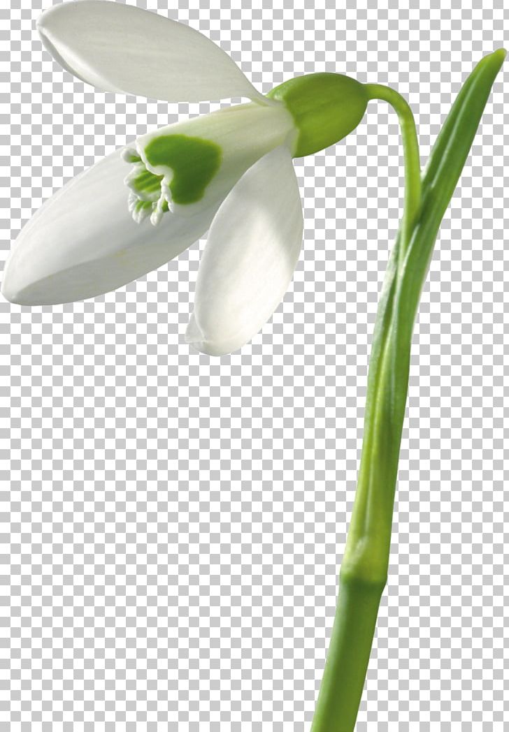 Snowdrop Flower Bouquet Buket-Spb Dostavka Tsvetov Plant Stem PNG, Clipart, Amaryllis Family, Closeup, Dostavka Tsvetov, Flower, Flower Bouquet Free PNG Download