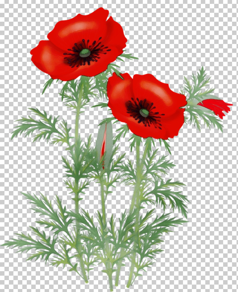 Flower Red Oriental Poppy Plant Coquelicot PNG, Clipart, Coquelicot, Corn Poppy, Flower, Oriental Poppy, Paint Free PNG Download