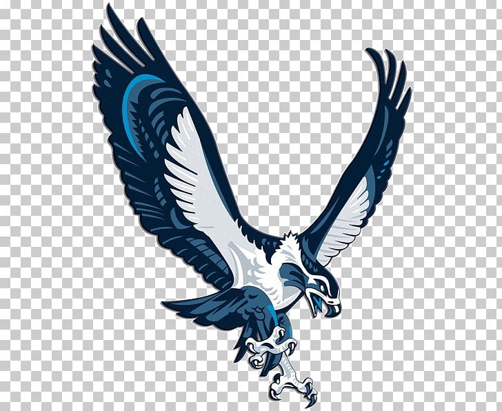2017 Seattle Seahawks Season NFL New York Jets Carolina Panthers PNG, Clipart, Accipitriformes, American Football, Beak, Bird, Bird Of Prey Free PNG Download