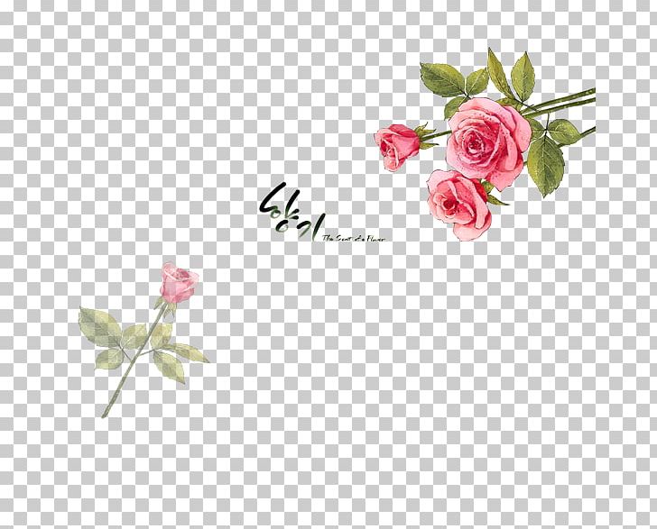 Beach Rose Flower Petal Illustration PNG, Clipart, Beach Rose, Bud, Decorative, Decorative Background, Flower Free PNG Download