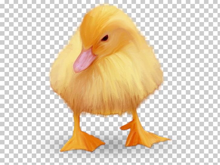 Duck Chicken Domestic Goose Zwierzęta Hodowlane PNG, Clipart, Animal, Animals, Beak, Bird, Cat Free PNG Download