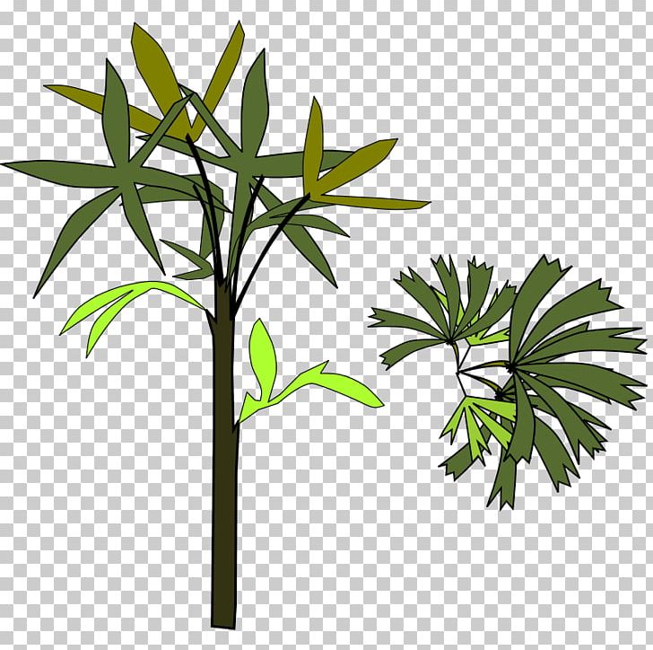 Arecaceae Rhapis Excelsa PNG, Clipart, Arecaceae, Arecales, Branch, Coloring Book, Computer Icons Free PNG Download