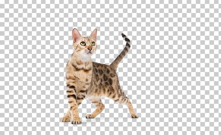 Bengal Cat California Spangled Toyger Ocicat Dragon Li PNG, Clipart, American Wirehair, Asian, Australian Mist, Bengal, Bengal Cat Free PNG Download